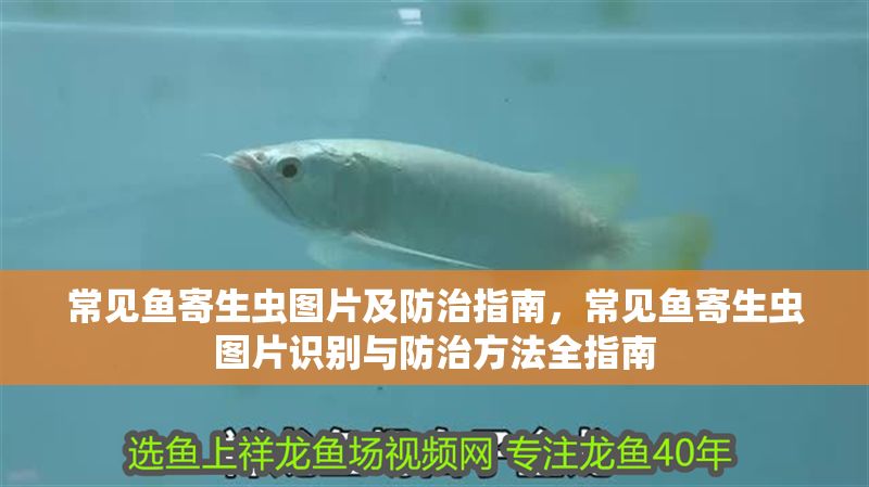 常見魚寄生蟲圖片及防治指南，常見魚寄生蟲圖片識別與防治方法全指南