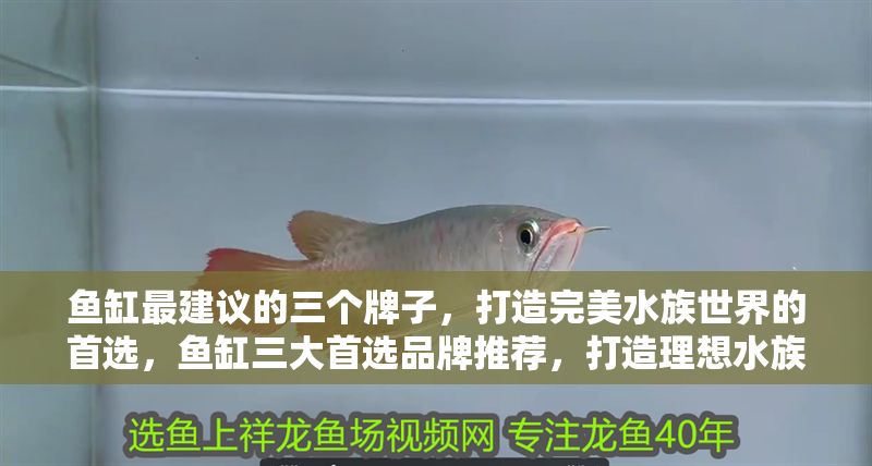 魚缸最建議的三個牌子，打造完美水族世界的首選，魚缸三大首選品牌推薦，打造理想水族世界的完美選擇