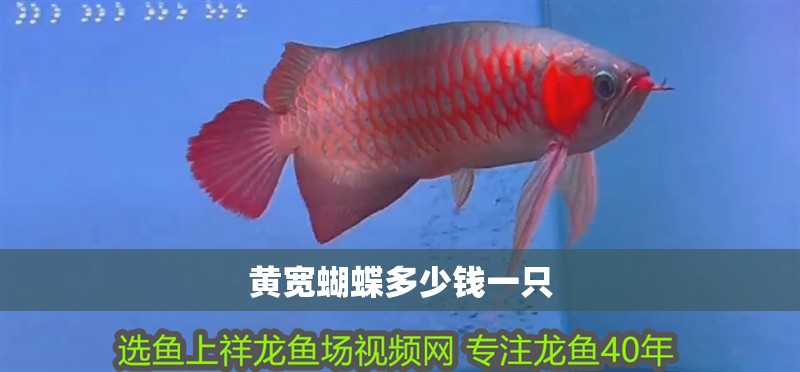 黃寬蝴蝶多少錢一只