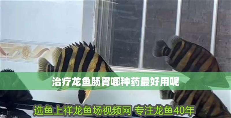 治療龍魚腸胃哪種藥最好用呢