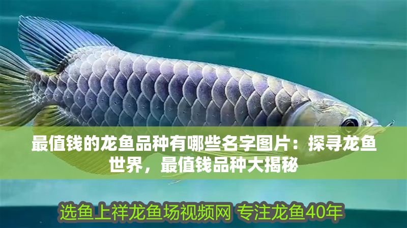 最值錢的龍魚品種有哪些名字圖片：探尋龍魚世界，最值錢品種大揭秘