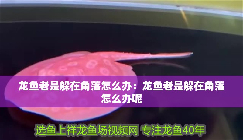 龍魚老是躲在角落怎么辦：龍魚老是躲在角落怎么辦呢