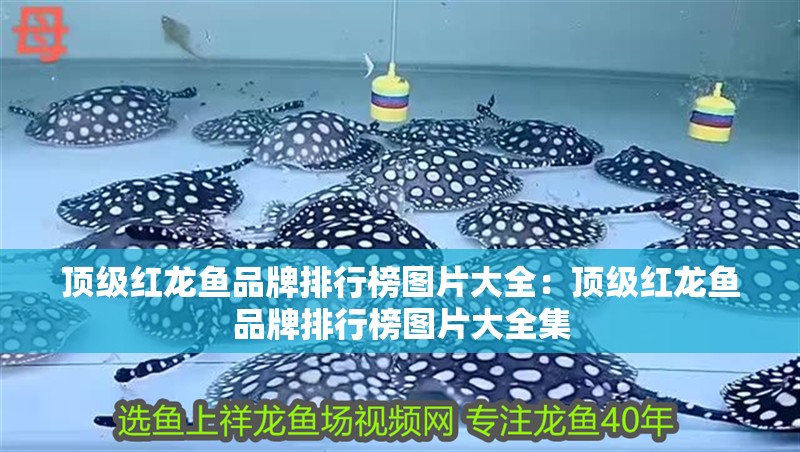 頂級紅龍魚品牌排行榜圖片大全：頂級紅龍魚品牌排行榜圖片大全集
