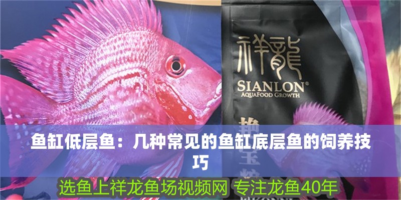 魚缸低層魚：幾種常見的魚缸底層魚的飼養(yǎng)技巧