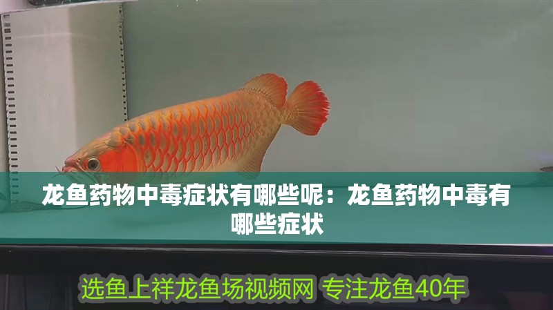 龍魚藥物中毒癥狀有哪些呢：龍魚藥物中毒有哪些癥狀