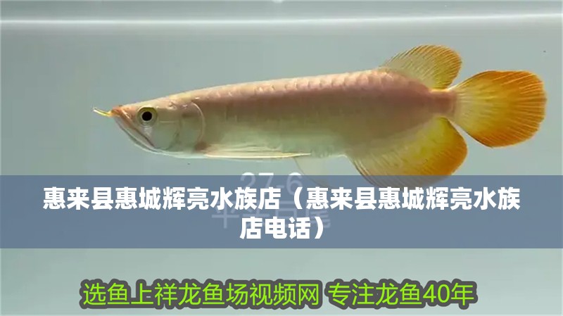 惠來縣惠城輝亮水族店（惠來縣惠城輝亮水族店電話）
