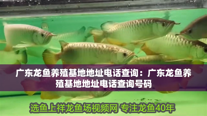 廣東龍魚養(yǎng)殖基地地址電話查詢：廣東龍魚養(yǎng)殖基地地址電話查詢號碼