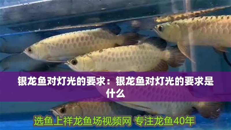 銀龍魚對燈光的要求：銀龍魚對燈光的要求是什么 銀龍魚對燈光的要求：銀龍魚對燈光的要求是什么 水族問答