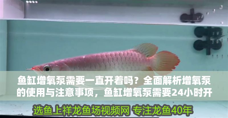魚缸增氧泵需要一直開著嗎？全面解析增氧泵的使用與注意事項，魚缸增氧泵需要24小時開啟嗎？使用指南與注意事項全解析