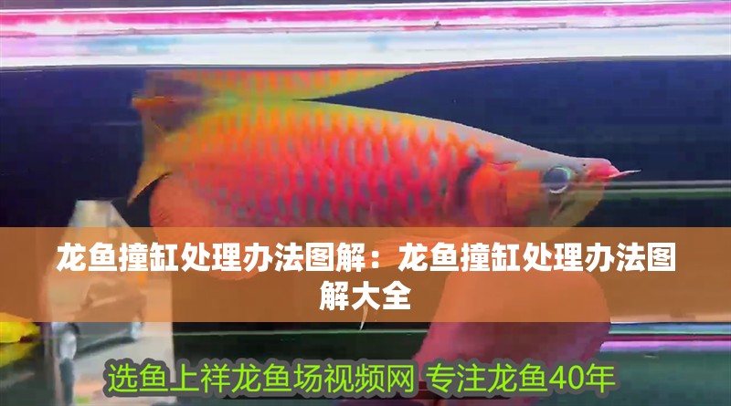 龍魚撞缸處理辦法圖解：龍魚撞缸處理辦法圖解大全