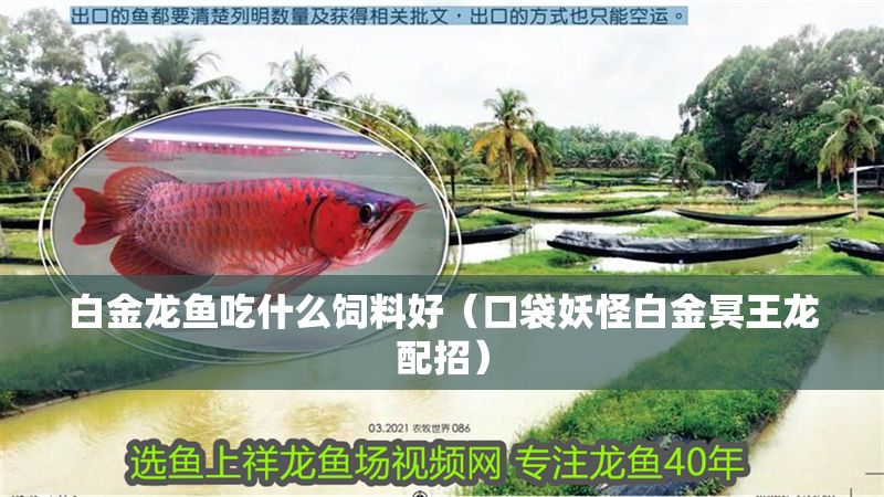 白金龍魚吃什么飼料好（口袋妖怪白金冥王龍配招）
