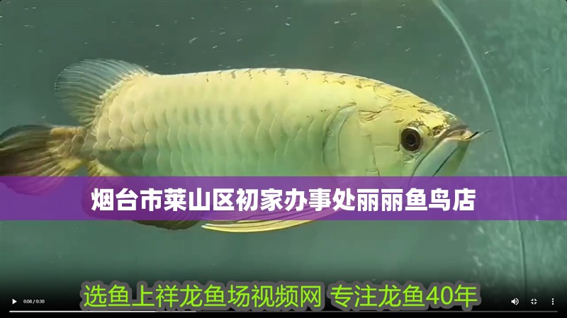 煙臺市萊山區初家辦事處麗麗魚鳥店