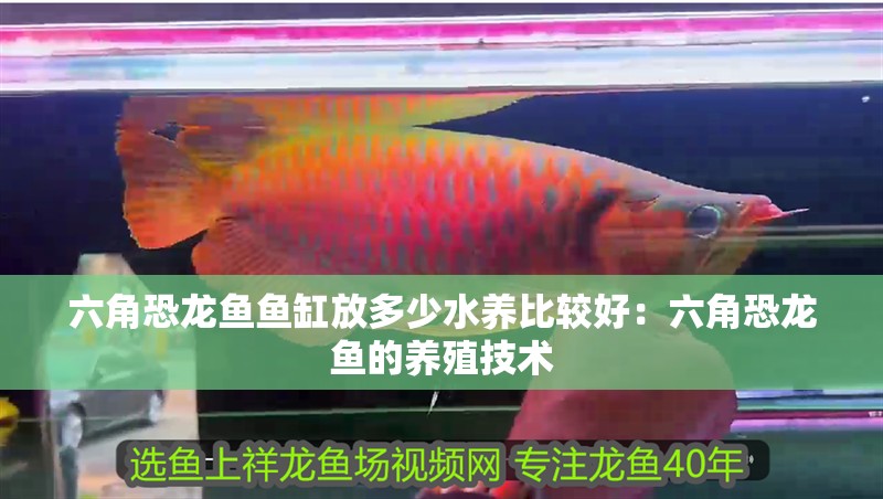 六角恐龍魚魚缸放多少水養比較好：六角恐龍魚的養殖技術