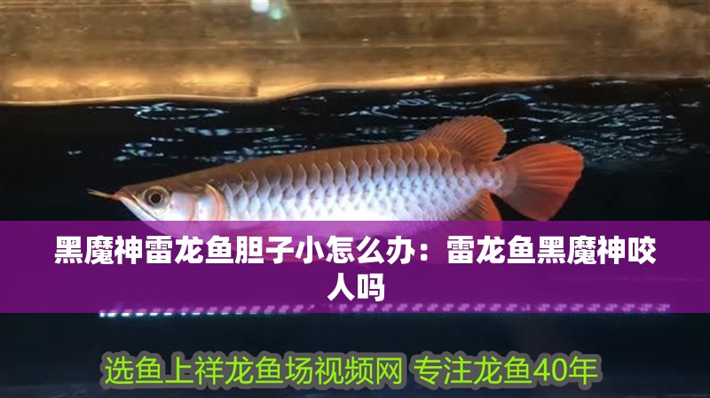 黑魔神雷龍魚膽子小怎么辦：雷龍魚黑魔神咬人嗎