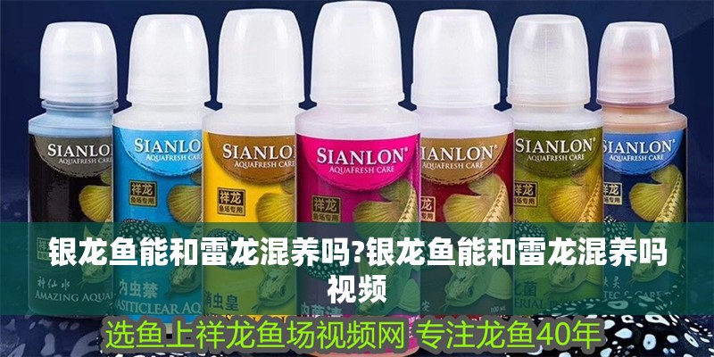 銀龍魚能和雷龍混養嗎?銀龍魚能和雷龍混養嗎視頻