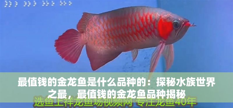 最值錢的金龍魚是什么品種的：探秘水族世界之最，最值錢的金龍魚品種揭秘
