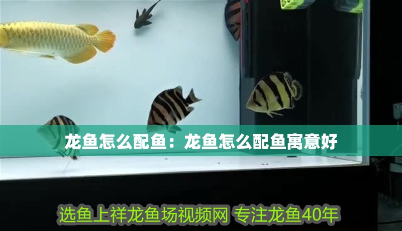 龍魚怎么配魚：龍魚怎么配魚寓意好
