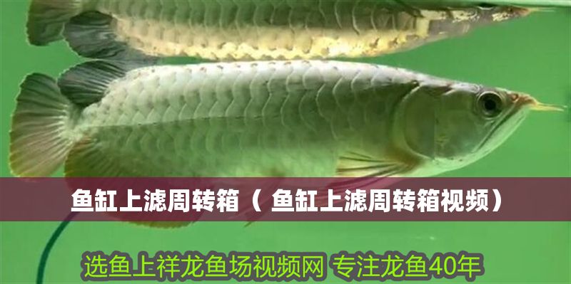 魚缸上濾周轉箱（ 魚缸上濾周轉箱視頻）