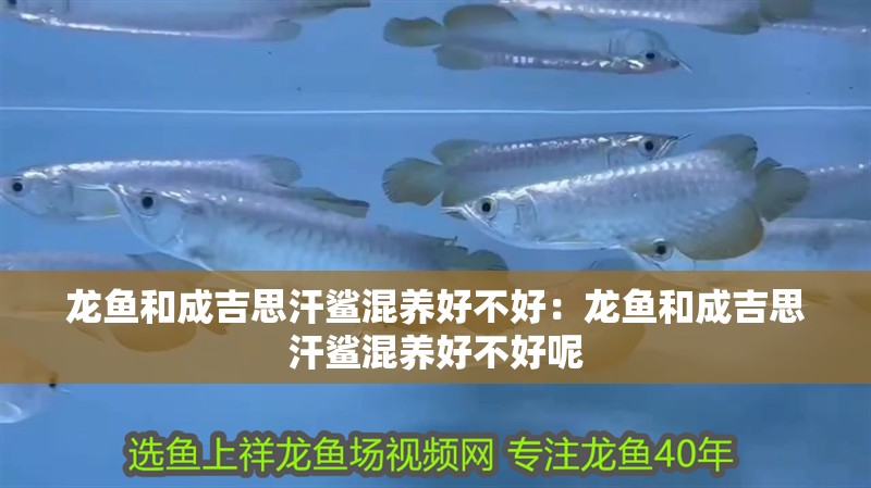 龍魚和成吉思汗鯊混養好不好：龍魚和成吉思汗鯊混養好不好呢