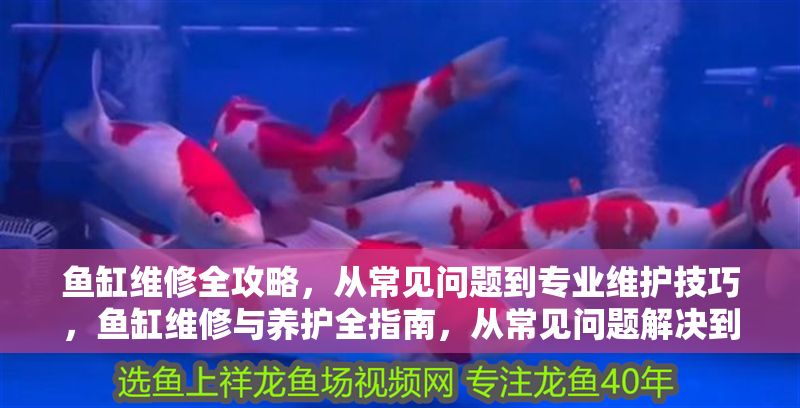 魚缸維修全攻略，從常見問題到專業維護技巧，魚缸維修與養護全指南，從常見問題解決到專業維護技巧