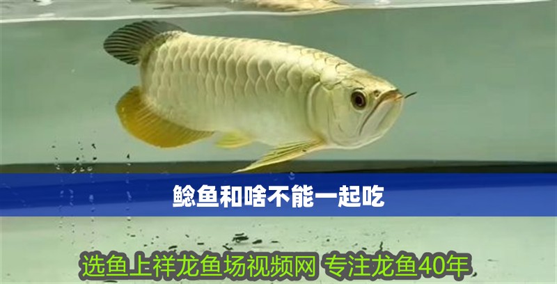 鯰魚和啥不能一起吃