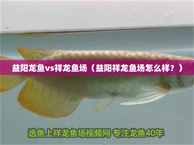 益陽龍魚vs祥龍魚場（益陽祥龍魚場怎么樣？）