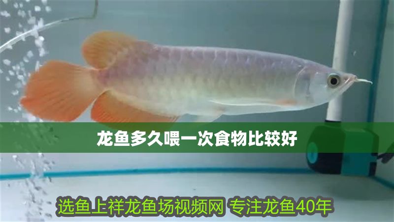 龍魚多久喂一次食物比較好