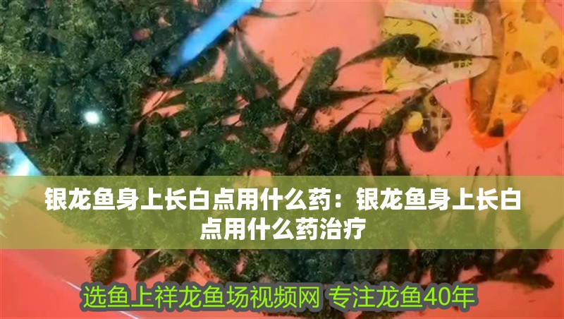 銀龍魚身上長白點用什么藥：銀龍魚身上長白點用什么藥治療