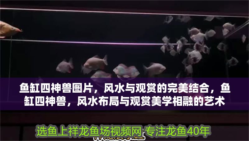 魚缸四神獸圖片，風水與觀賞的完美結合，魚缸四神獸，風水布局與觀賞美學相融的藝術