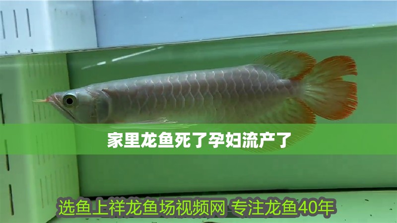 家里龍魚死了孕婦流產(chǎn)了