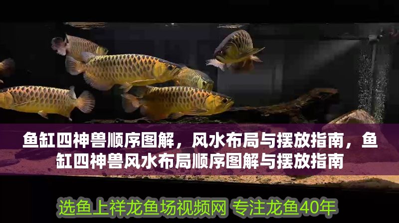 魚缸四神獸順序圖解，風水布局與擺放指南，魚缸四神獸風水布局順序圖解與擺放指南