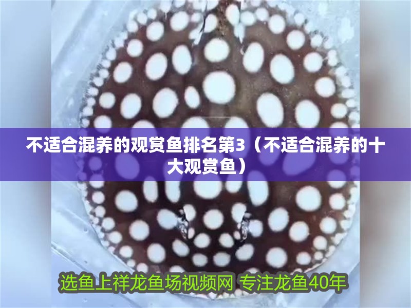 不適合混養的觀賞魚排名第3（不適合混養的十大觀賞魚）