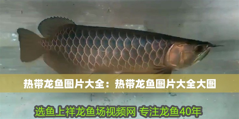 熱帶龍魚圖片大全：熱帶龍魚圖片大全大圖