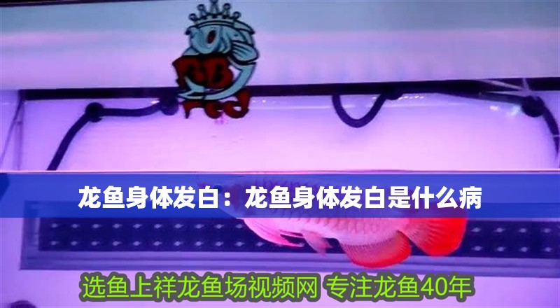 龍魚身體發白：龍魚身體發白是什么病 龍魚身體發白：龍魚身體發白是什么病 水族問答