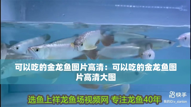 可以吃的金龍魚圖片高清：可以吃的金龍魚圖片高清大圖