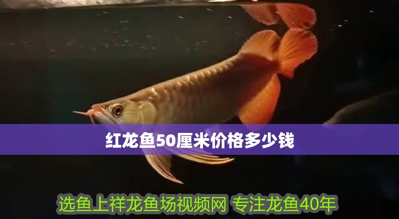 紅龍魚50厘米價(jià)格多少錢