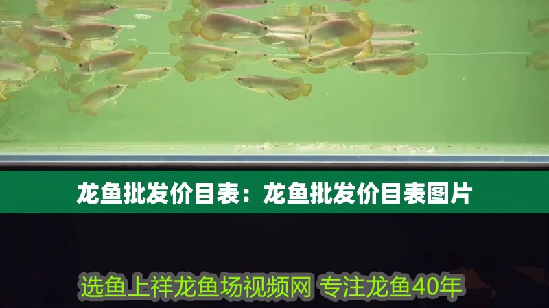 龍魚批發價目表：龍魚批發價目表圖片