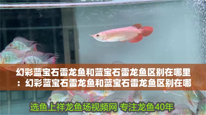 幻彩藍寶石雷龍魚和藍寶石雷龍魚區別在哪里：幻彩藍寶石雷龍魚和藍寶石雷龍魚區別在哪里
