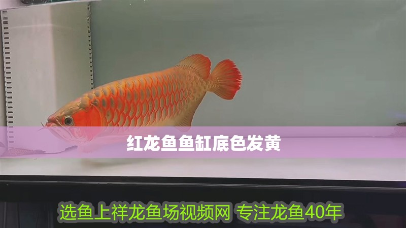 紅龍魚魚缸底色發(fā)黃