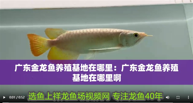 廣東金龍魚養殖基地在哪里：廣東金龍魚養殖基地在哪里啊