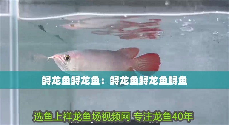 鱘龍魚鱘龍魚：鱘龍魚鱘龍魚鱘魚
