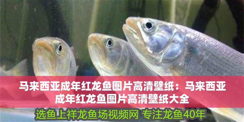馬來西亞成年紅龍魚圖片高清壁紙：馬來西亞成年紅龍魚圖片高清壁紙大全