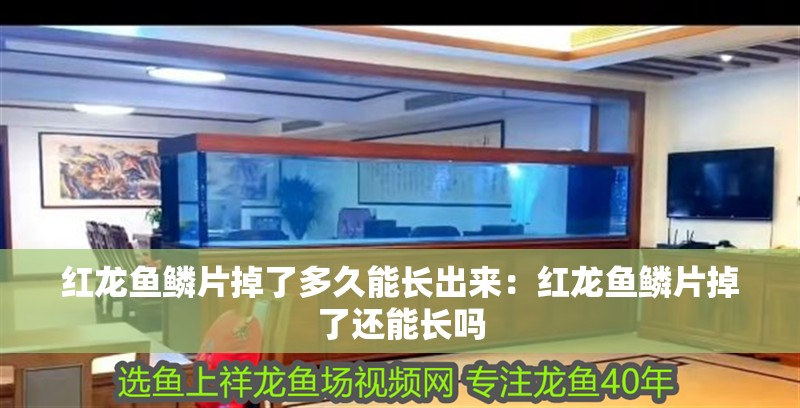 紅龍魚鱗片掉了多久能長出來：紅龍魚鱗片掉了還能長嗎