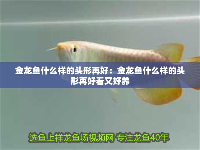金龍魚什么樣的頭形再好：金龍魚什么樣的頭形再好看又好養
