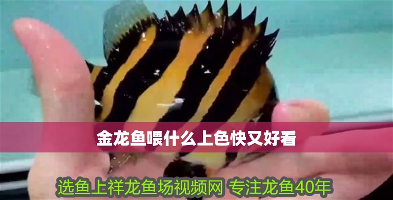 金龍魚喂什么上色快又好看 龍魚百科 第1張 金龍魚喂什么上色快又好看 金龍魚喂什么上色快又好看 龍魚百科 第1張