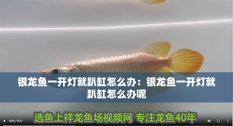 銀龍魚一開燈就趴缸怎么辦：銀龍魚一開燈就趴缸怎么辦呢