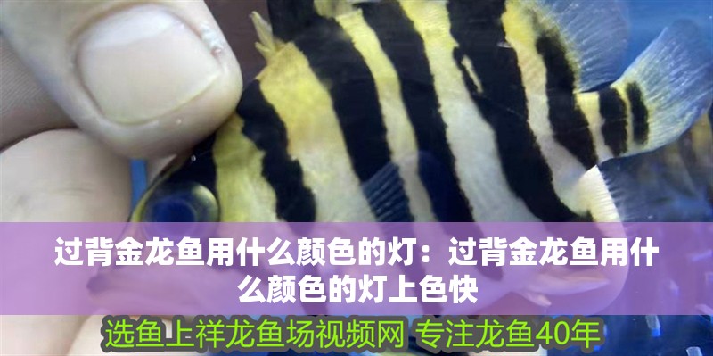 過背金龍魚用什么顏色的燈：過背金龍魚用什么顏色的燈上色快