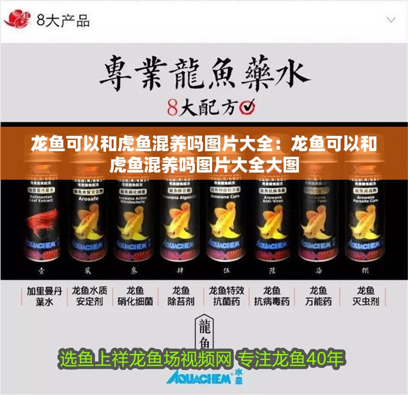 龍魚可以和虎魚混養嗎圖片大全：龍魚可以和虎魚混養嗎圖片大全大圖