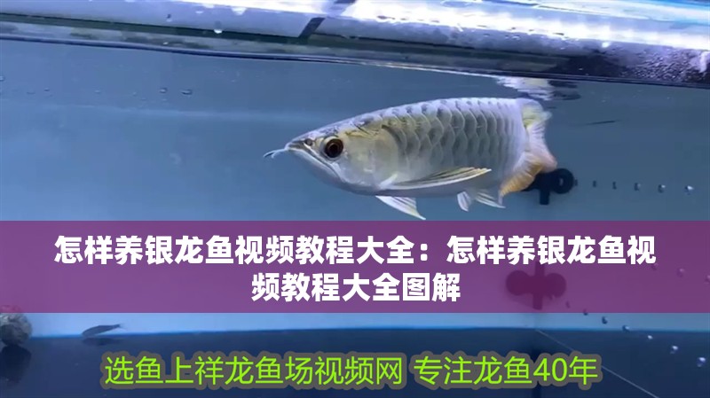 怎樣養銀龍魚視頻教程大全：怎樣養銀龍魚視頻教程大全圖解