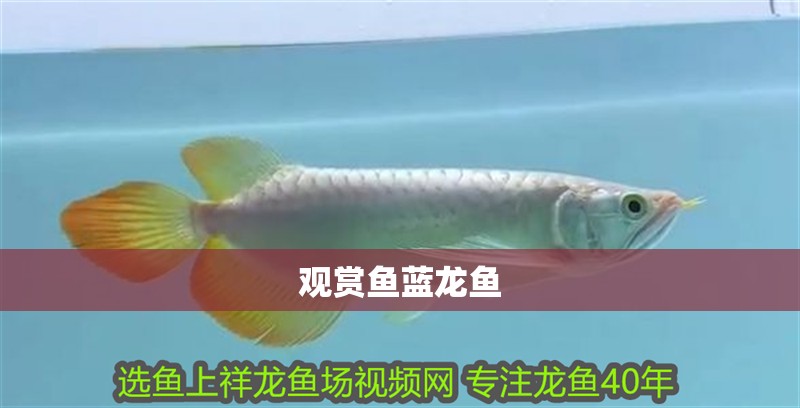 觀賞魚藍龍魚